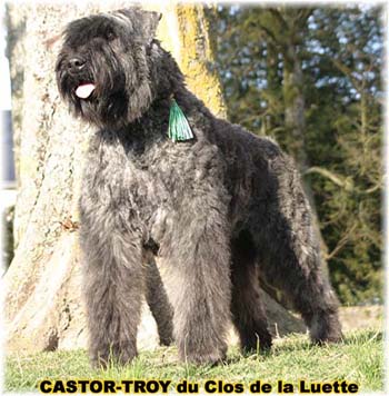 bouvier des flandres du clos de la luette - copyright d&eacute;pos&eacute;